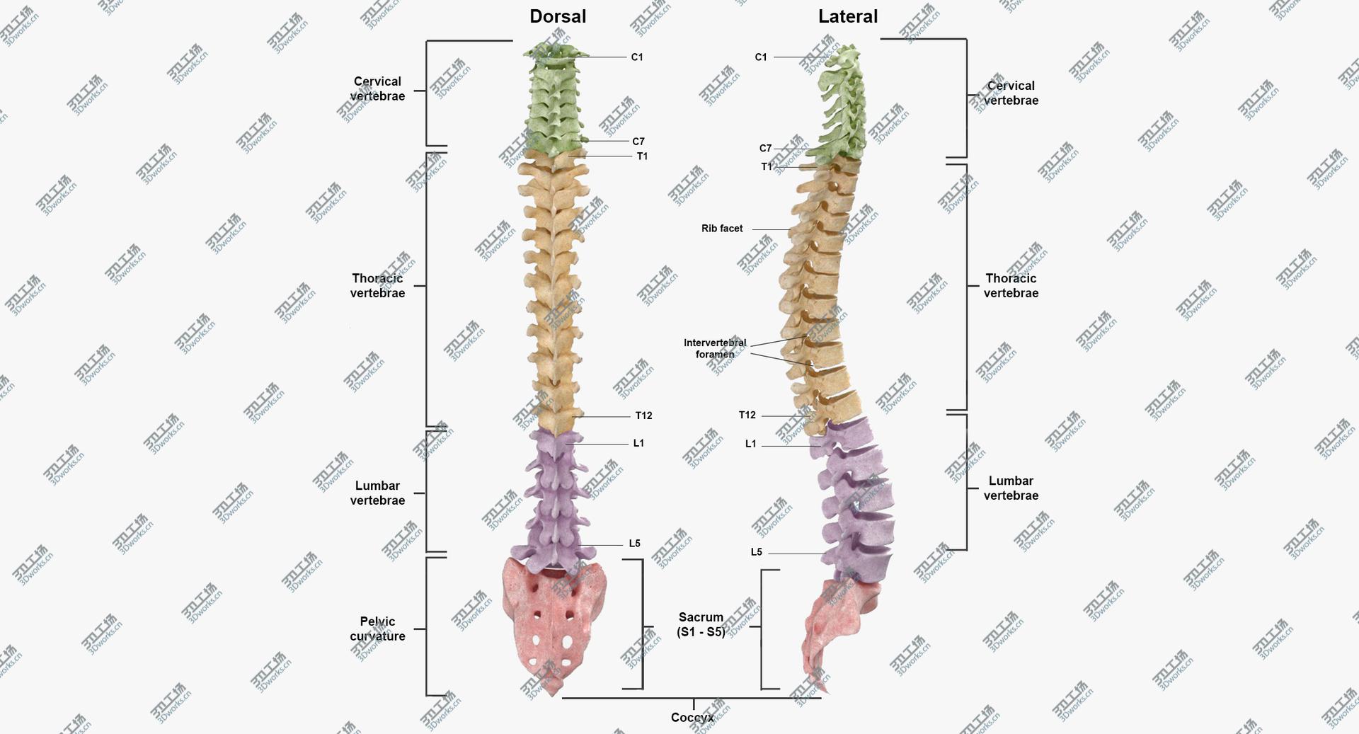 images/goods_img/202104023/Real Human Spine Bones Anatomy White 01 3D model/3.jpg